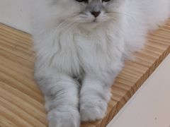 -李小姐の猫咖啡馆(五角场店)