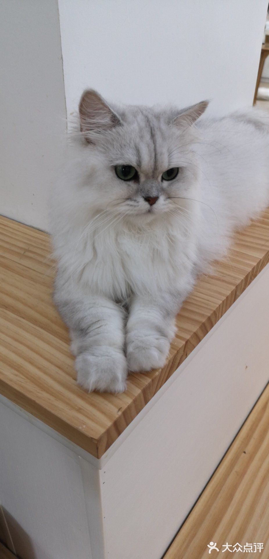 这家可以，猫咪的品种还挺多的
