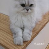 这家可以，猫咪的品种还挺多的