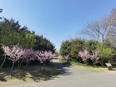 -上海滨江森林公园