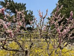 -香山公园