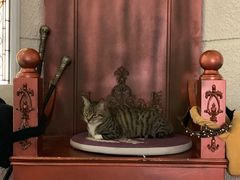 -逃脱反斗城沉浸剧情密室(北京路店)