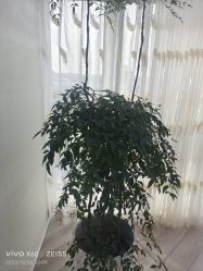 -HEYAN荷妍专业脱毛连锁机构