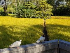 -北坞公园