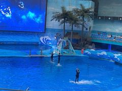 -海合安成都极地海洋公园