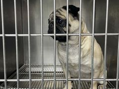 -嘉馨宠物医院·CT影像转诊·心脏科·犬猫全科诊疗中心(下沙大学城院区)