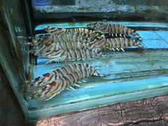-海逸海鲜酒家(古北店)