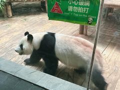 -深圳野生动物园