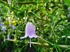 -黑龙江省森林植物园