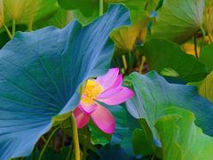 -莲花池公园