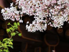 -西安青龙寺遗址景区