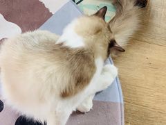 -东方名猫馆·英短金渐层布偶猫舍(环线广场1号楼店)