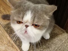 -more than meow吴止猫主题餐厅(承德 中船汇店)