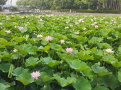 -蠡湖大桥公园