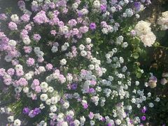 -上海虹桥祥源希尔顿酒店