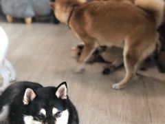 -柴犬高等学院·狗咖·柴犬售卖·宠物训练