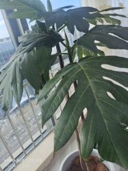 -HEYAN荷妍专业脱毛连锁机构