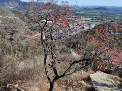 -北京西山国家森林公园