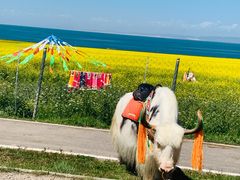 -青海湖国家重点风景名胜区