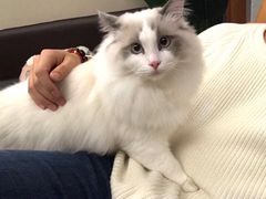 -四月宠物医院·猫专科·心脏专科·内科(转塘店)