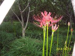 -昆山城市生态森林公园