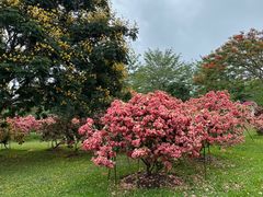 -中国科学院西双版纳热带植物园