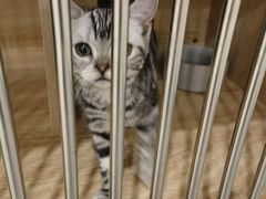 -有喵·猫咖·狗咖·30几只猫10只小狗(岗厦店)