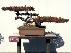 -扬州大运河文化旅游度假区·盆景园