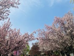 -元大都城垣遗址公园