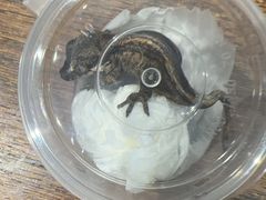 -酷以爬仙阁实体爬宠店·守宫·蜥蜴·专业繁育