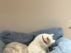 -有猫主题·治愈系猫咖(曾厝垵店)