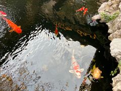 -鲤院·新中式美学·庭院餐厅(夫子庙店)