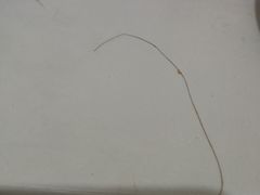 -白玉兰食品(甜云店)