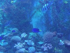 -芜湖新华联大白鲸海洋公园