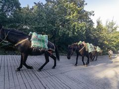 -阳台山自然风景区