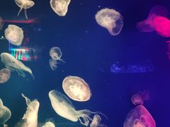 -成都浩海立方海洋公园