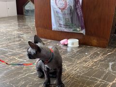 -宠爱国际动物医院·疑难骨科·心肾内科·皮肤科(太阳宫店)