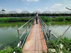 -马陆小张葡萄园农家乐