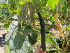 -万源龙顺度假庄园生态观光园