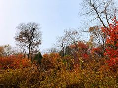 -北京鹫峰国家森林公园