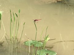 -云溪植物园