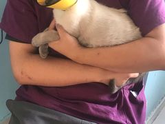 -瑞派福兴宠物医院犬猫全科·骨科·中西医结合(河东店)