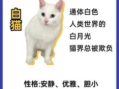 -翊宠yipet猫狗购宠庄园犬舍•猫舍