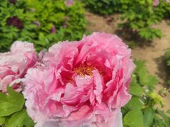 -曹州百花园