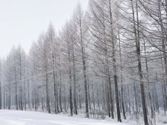 -塞罕坝国家级自然保护区