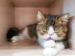 -瞄一喵猫咖(格力海岸店)