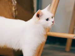 -楼上猫咖(罗湖店)