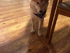 -柴务处·柴犬主题狗咖