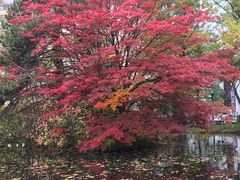 -北海道厅旧本厅舍(旧本庁舎)