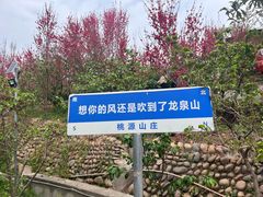 -桃源山庄·水蜜桃采摘·柴火鸡·烧烤团建(龙泉山店)